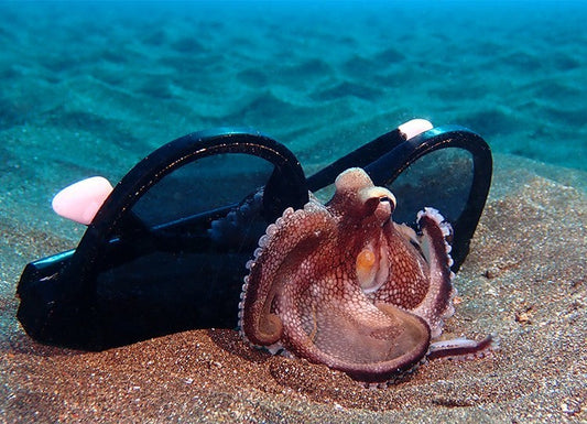 GAFAS DE SOL PERDIDAS EN EL MAR, UN DESECHO CADA VEZ MÁS ABUNDANTE QUE AGRAVA LA CONTAMINACIÓN MEDIOAMBIENTAL
