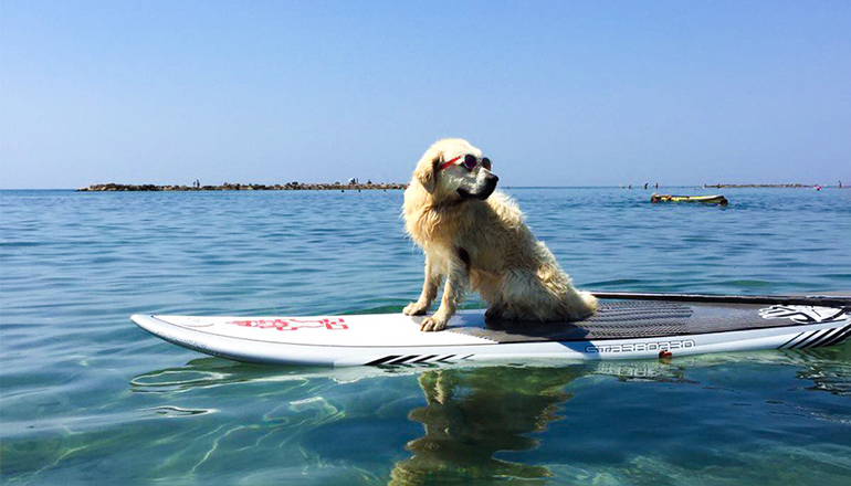 Perro con gafas de sol tabla de surf